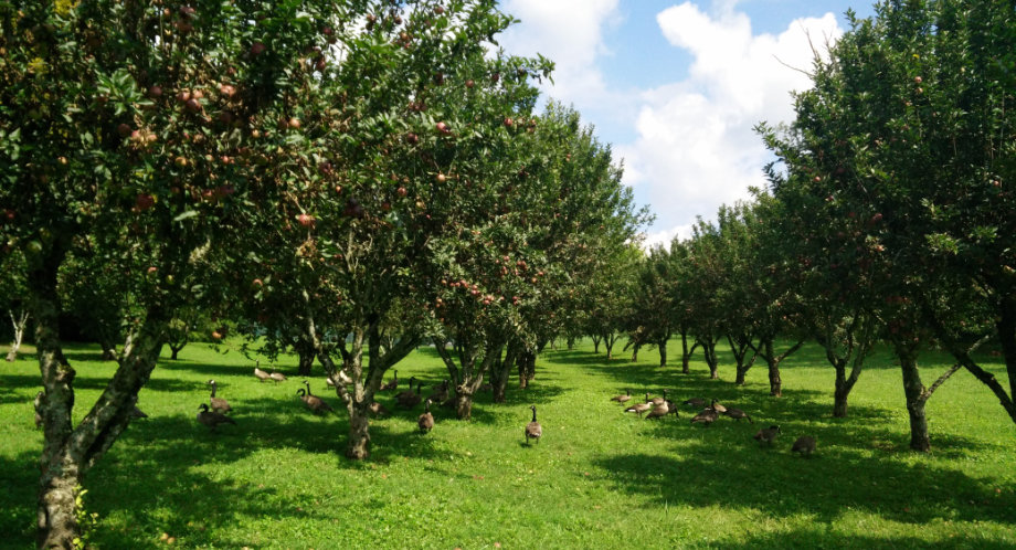 Apple Orchard